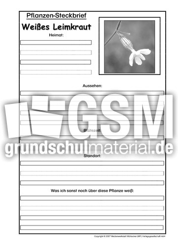 Pflanzensteckbrief-Weißes-Leimkraut-Sw.pdf